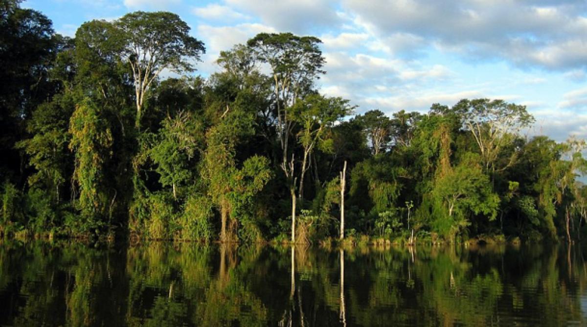 Jungle/Fleuve 